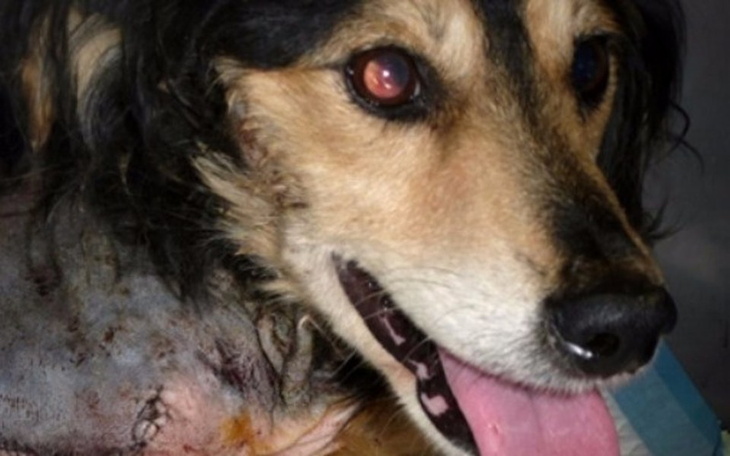 Pies z raną, patrzący z ufnością.