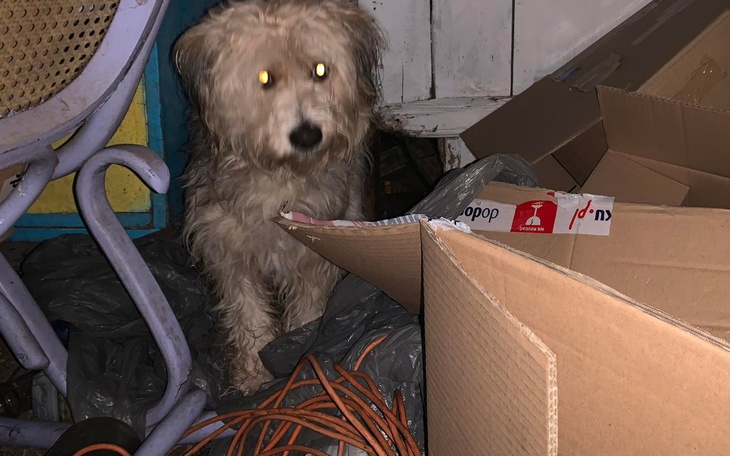 Zbiórka Sama w pustym domu- ratujemy - zdjęcie główne