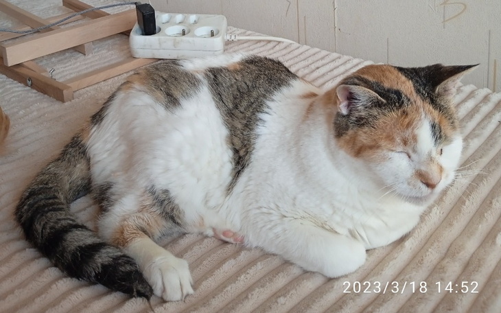 Zbiórka Postrzelona a teraz śmierć - zdjęcie główne