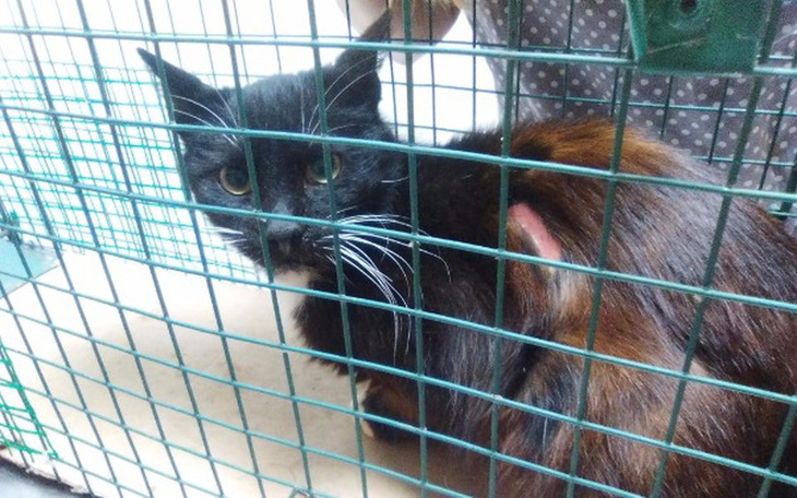 Zbiórka Kociaki z działek zbierają kasę - zdjęcie główne