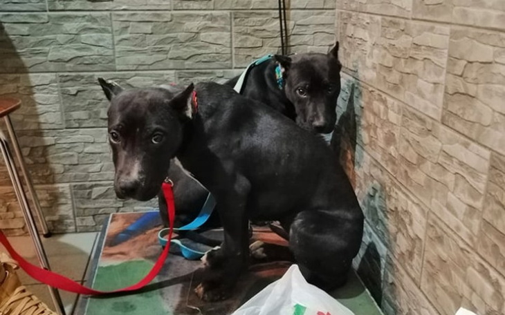 Zbiórka Szczeniaki traktowane jak rzeczy - zdjęcie główne