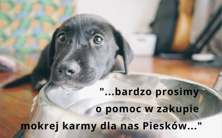 Zbiórka Pomagam psiakom, bo kocham - zdjęcie główne