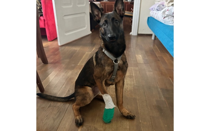 Zbiórka Operacja prawej łapki - zdjęcie główne