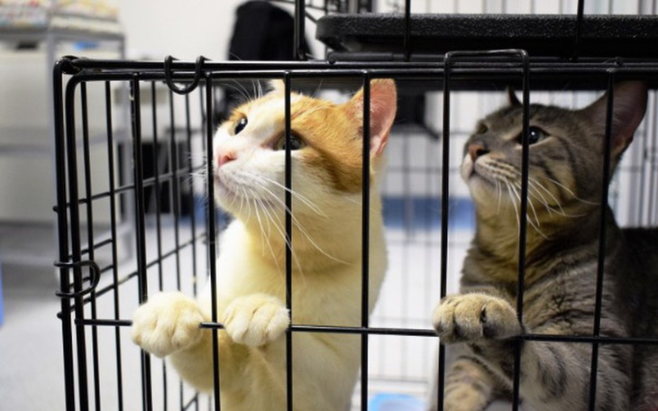 Zbiórka Uratowane z Rodos kocurki - zdjęcie główne