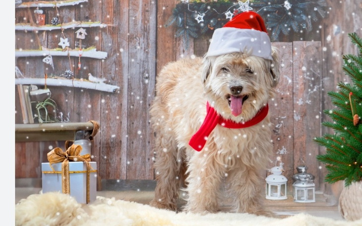 Pies w świątecznym stroju z czerwoną czapką i szalikiem.
