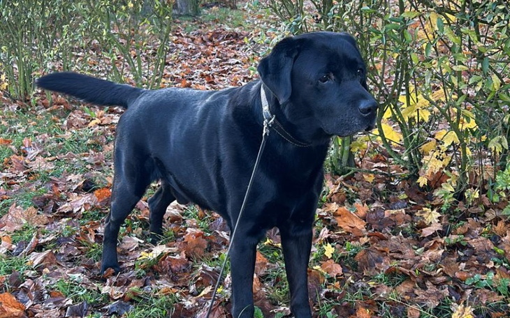 Zbiórka Dusky - nasza codzienna terapia. - zdjęcie główne
