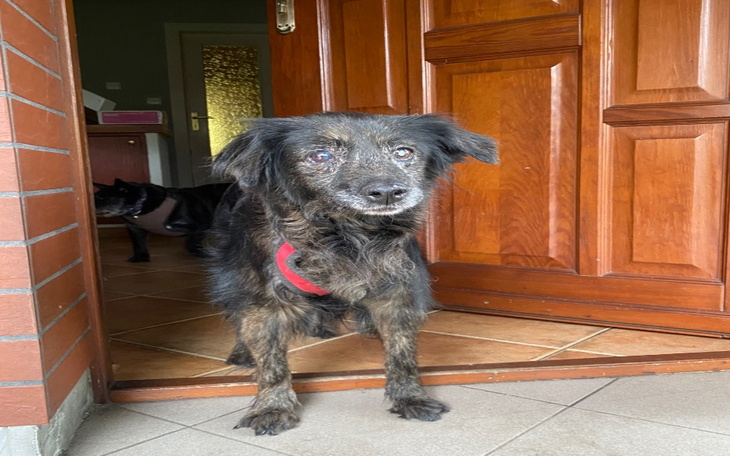 Zbiórka Szansa dla Dory, operacja guza. - zdjęcie główne