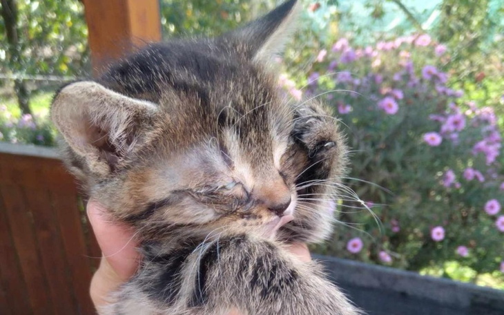 Kociak trzymany w rękach, z zamkniętymi oczami.