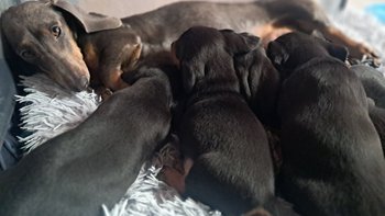 Zbiórka 5 jamniczków i ich mama - miniaturka zdjęcia