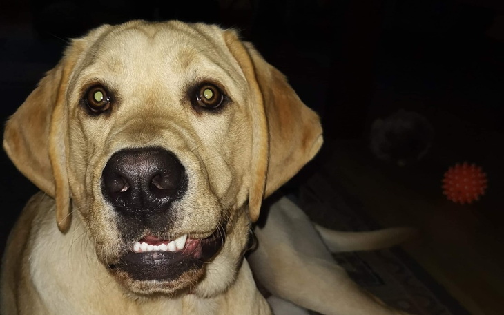 Zbiórka Druga operacja Bongo - zdjęcie główne