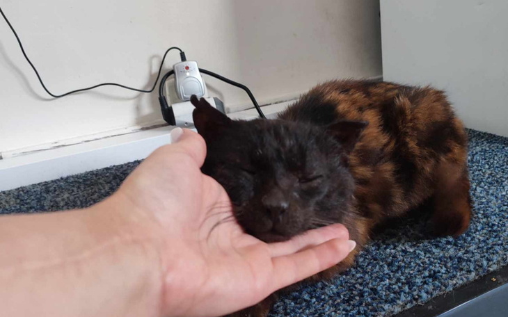 Kot o brązowym futrze, leży na dywanie, głaskany przez człowieka.