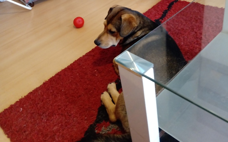 Zbiórka Zbiórka na pokarm dla zwierząt b - zdjęcie główne