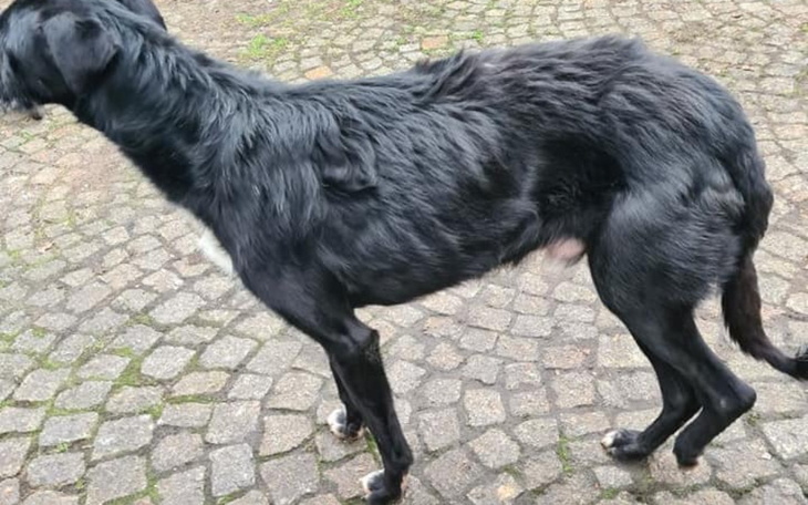 Czarny pies stoi na kamiennej nawierzchni, z widoczną sierścią.