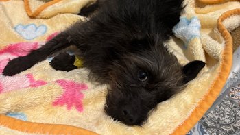 Zbiórka Nie jest w stać na łapkach - miniaturka zdjęcia