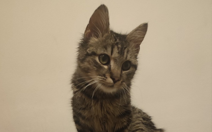 Zbiórka Operacja przepukliny u Krzywego - zdjęcie główne