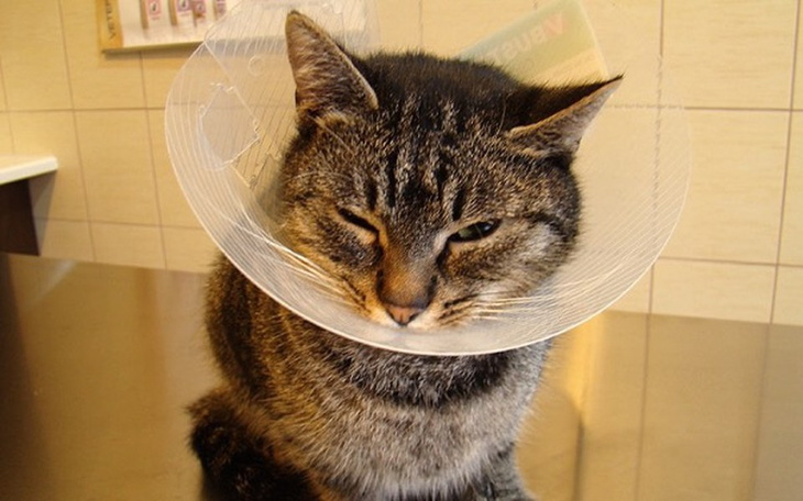 Zbiórka Zastrzyki mojej kotki - zdjęcie główne