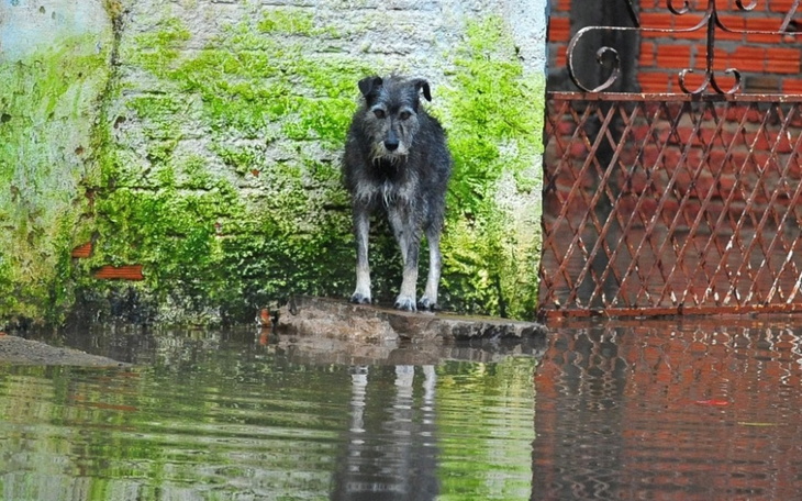 Zbiórka Karma dla psów powodzian - zdjęcie główne