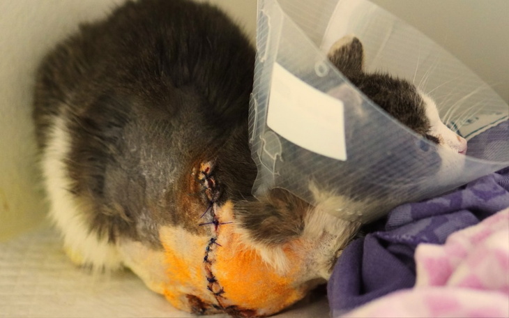 Zbiórka Na ratunek dla kocurka z ulicy - zdjęcie główne