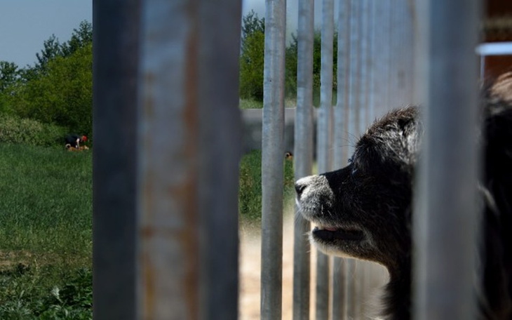 Zbiórka Zbieramy na ogrodzenie wybiegu. - zdjęcie główne