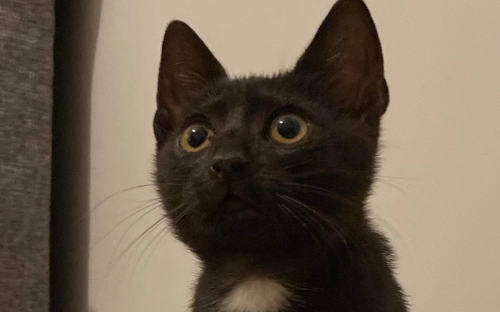 Zbiórka Końcówka leczenia Perełki z FIP - zdjęcie główne