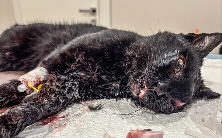 Czarny kot leżący na stole, z ranami.