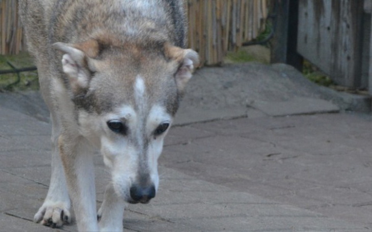 Zbiórka Koszi choruje - zdjęcie główne