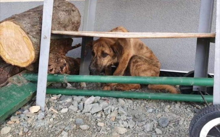 Zbiórka Wyrzucone jak śmieci..Wigilia... - zdjęcie główne