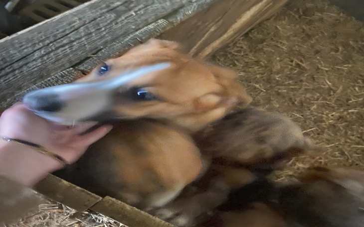 Zbiórka Na sterylizacje i karmę dla psów - zdjęcie główne