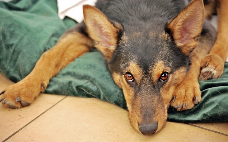 Zbiórka Nowy wózek dla Willa! - zdjęcie główne