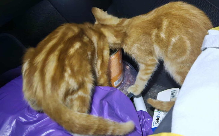 Dwa rudziki bawią się w samochodzie, szukając jedzenia.