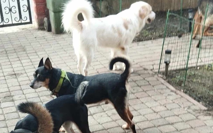 Trzy psy bawiące się na podwórku, w radosnej atmosferze.