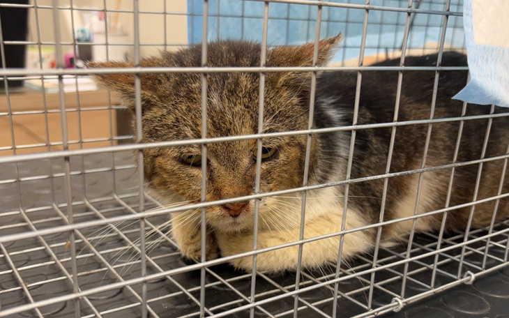 Kot w klatce, wygląda na nieco przestraszonego i niepewnego.