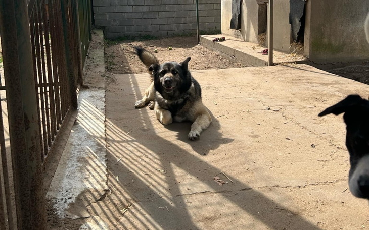 Pies w słońcu na podwórku.