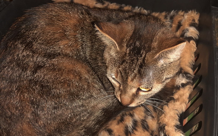 Zbiórka Pomoc dla kotów - PILNE - zdjęcie główne