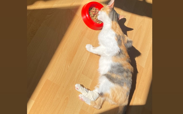 Kot leżący na podłodze obok miski z jedzeniem.