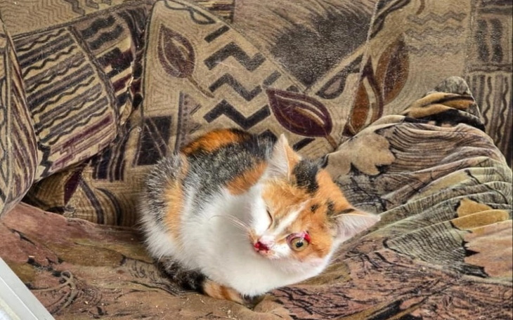 Kot z jednym okiem, siedzący na starym fotelu.