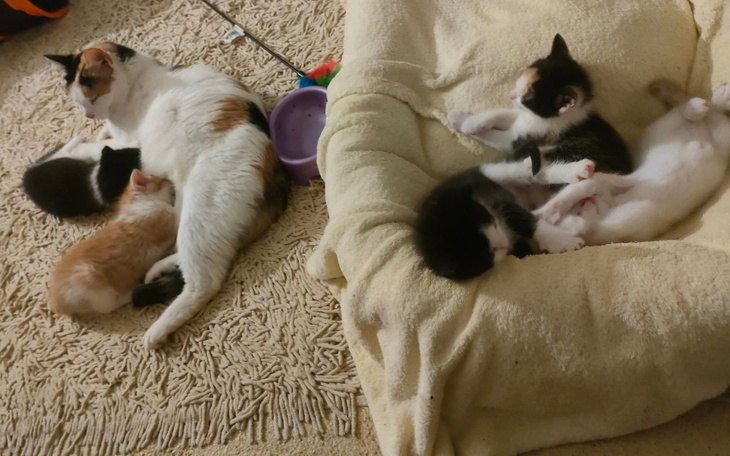 Zbiórka Urodziły się w lesie... - zdjęcie główne