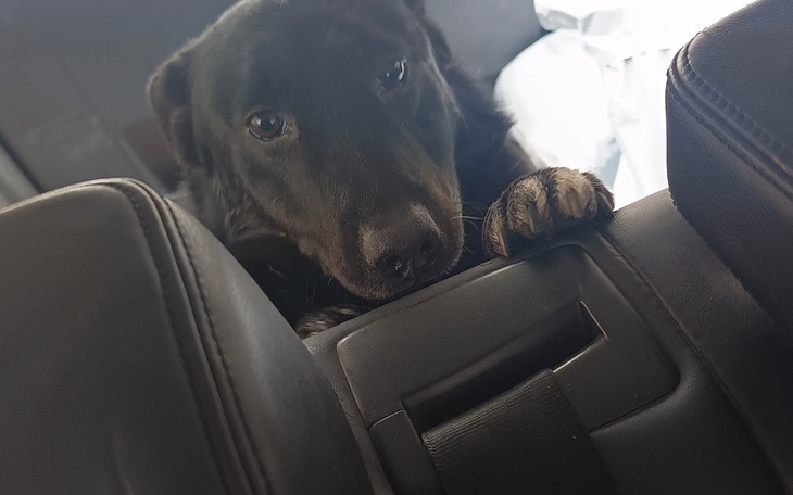 Czarny pies z ciekawym spojrzeniem, oparty na siedzeniu.