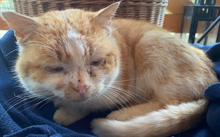 Zbiórka Na leczenie i kastrację Tofika - zdjęcie główne