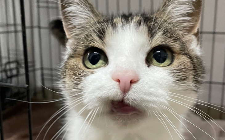 Kot z wyrazistymi oczami, patrzący w obiektyw.