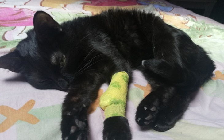 Zbiórka ratowanie Krasnala - zdjęcie główne