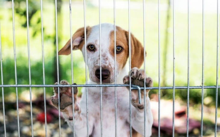 Zbiórka Zbiórka przeciw zezwierzęceniu - zdjęcie główne