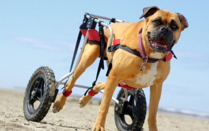 Zbiórka Lekarstwa dla zwierząt - zdjęcie główne