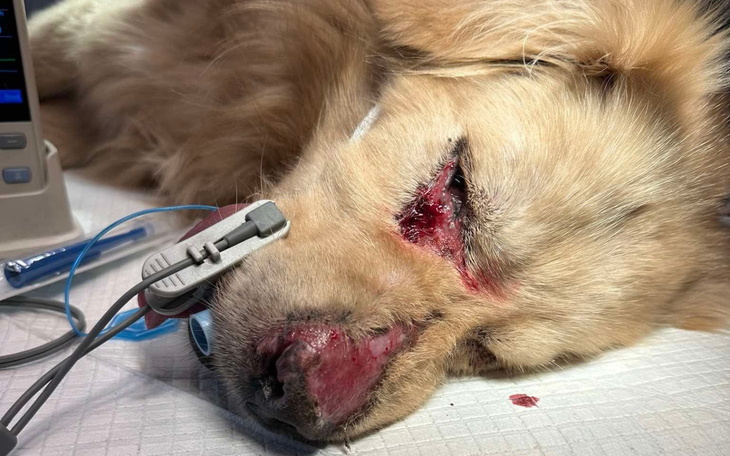Pies na stole operacyjnym, z raną na twarzy.