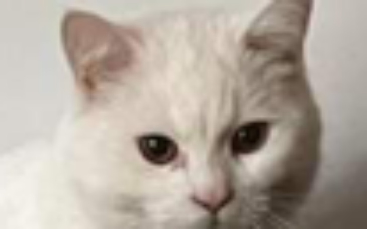 Zbiórka Operacja kocurka - zdjęcie główne