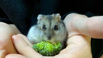 Zbiórka Dalej ratujmy gryzonie - miniaturka zdjęcia