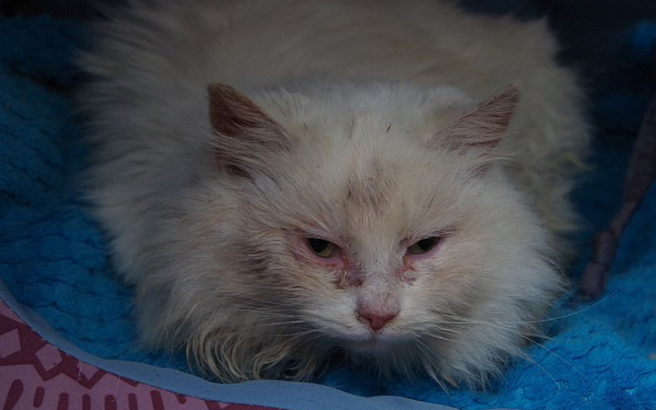 Zbiórka 4 kotki pod zamkniętym domem - zdjęcie główne