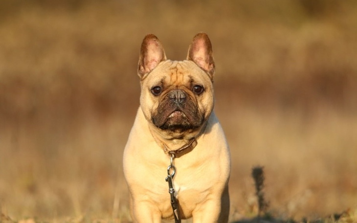 Zbiórka Pomagam Załodze Bulldoga - zdjęcie główne