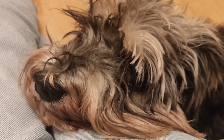 Zbiórka piesek z padaczką - zdjęcie główne