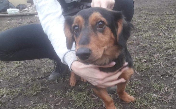 Zbiórka kliknij i wesprzyj sunie - zdjęcie główne